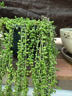 collar de lagrimas/ tear string