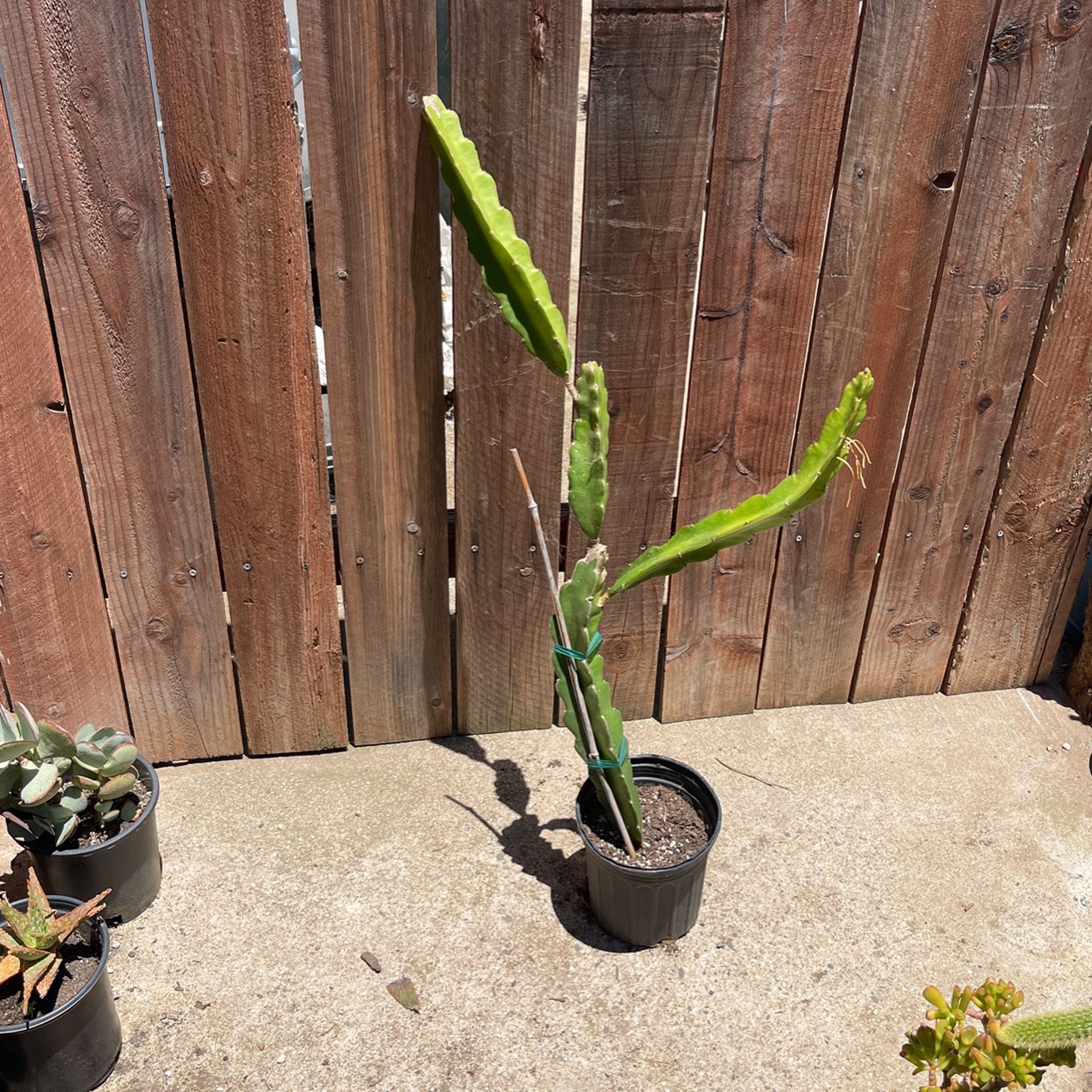 PURPLE HAZE Dragon Fruit Plant