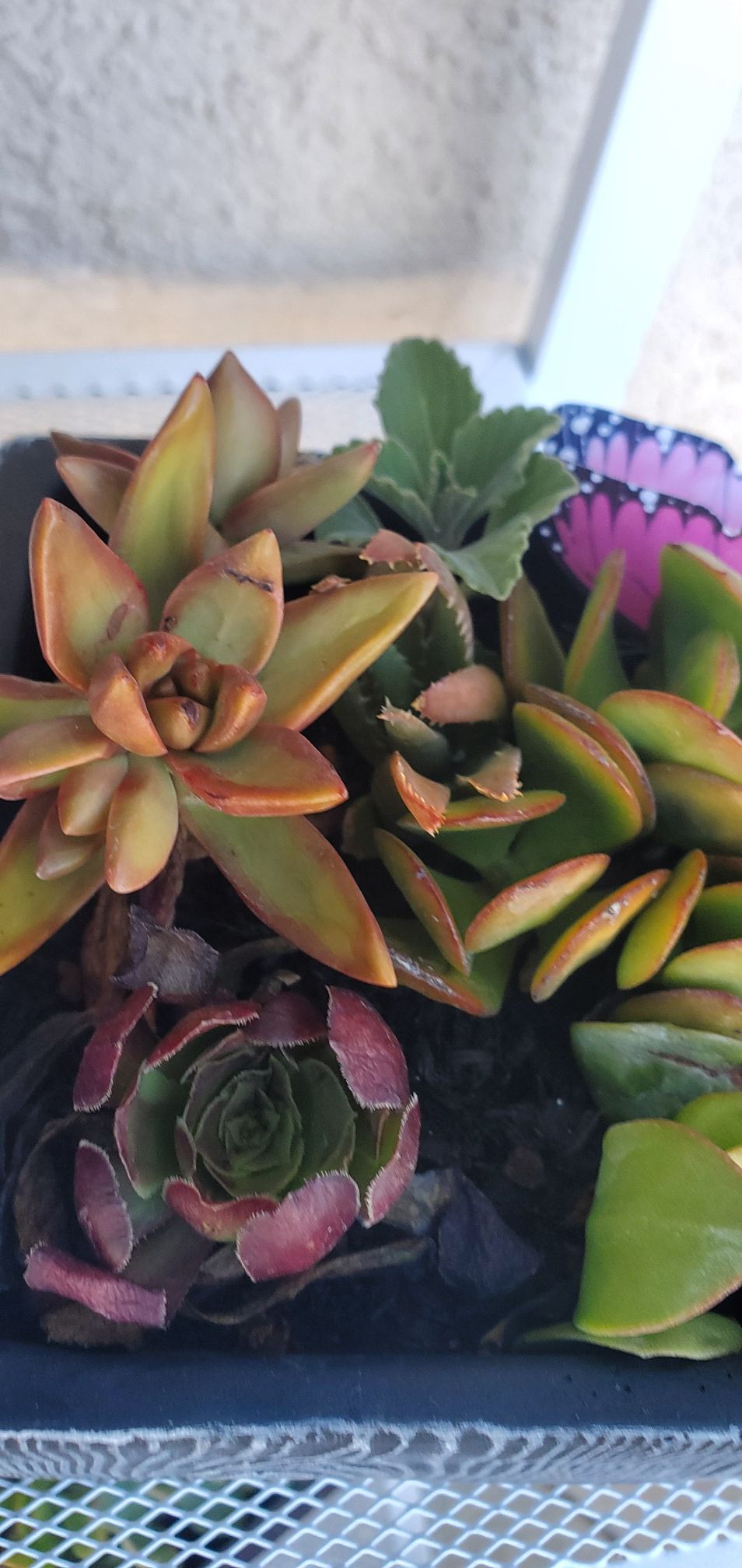 Flash sale: Succulents in cute planters valued $19