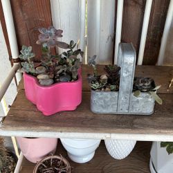 Potted Succulents 