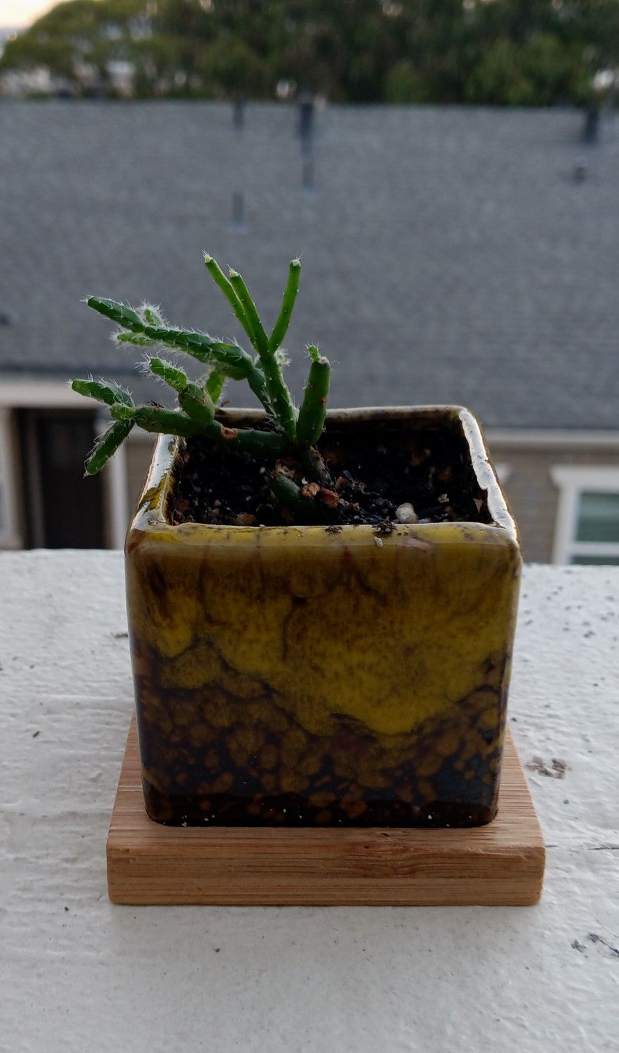 Dancing Bone Cactus (Tiny Plant)
