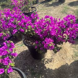 Boughavillea Bush 15gal 