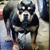 Oscar