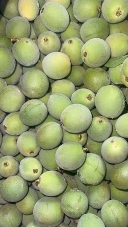 Ume Plum