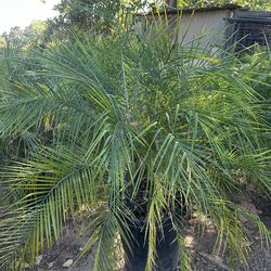 Phoenix Roebelenii Palm