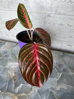 Algeonema - indoor houseplant