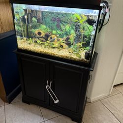 Fish Tank Setup