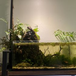 6.8 Gallon Live Aquascape waterfall aquarium fish tank .