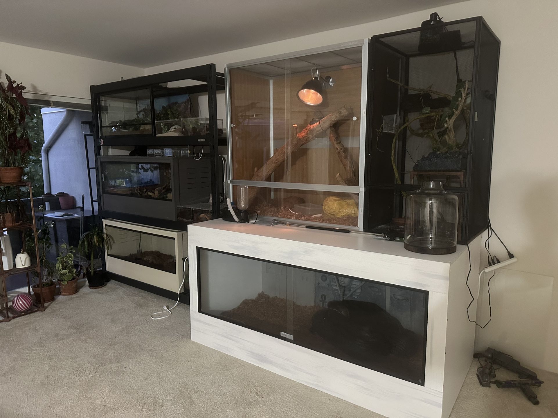 Downsizing Reptile Collection / Supplies And Tanks
