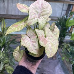 4” Syngonium Confetti 