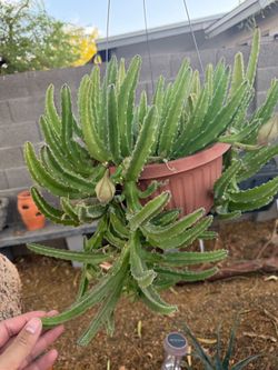 stapelia gigantea