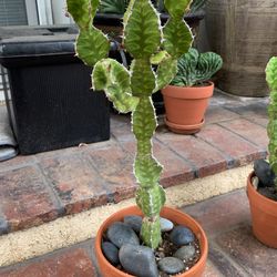 Cactus Zip Zag