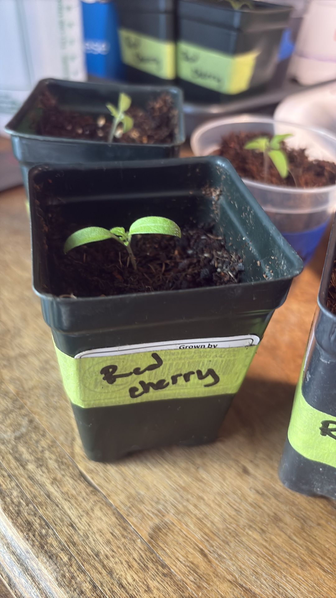 Large Red Cherry Tomato Plant