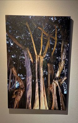 XL iCanvas Banyan Tree Nature Stretched Canvas Print - 26" x 40"