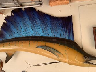 Real Sailfish caught in Mexico