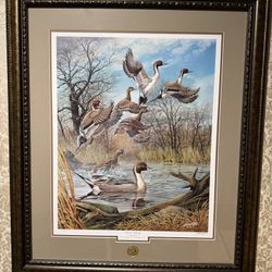 Framed Photo Of ducks - Pintail Majesty By Harold Roe