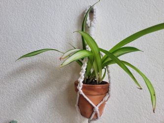 Regalo para Mama! Puedo entregar a domicilio