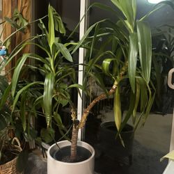 Yucca plant 🌱 (white pot is NOT Included)