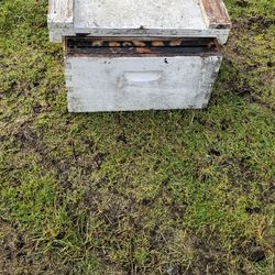 Bee Boxes 