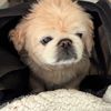 dogsarecool