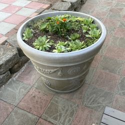 2 Large Size Plants Pot With Plant