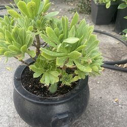 Suculent Plant For Garden