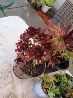 Aeonuim succulent plant