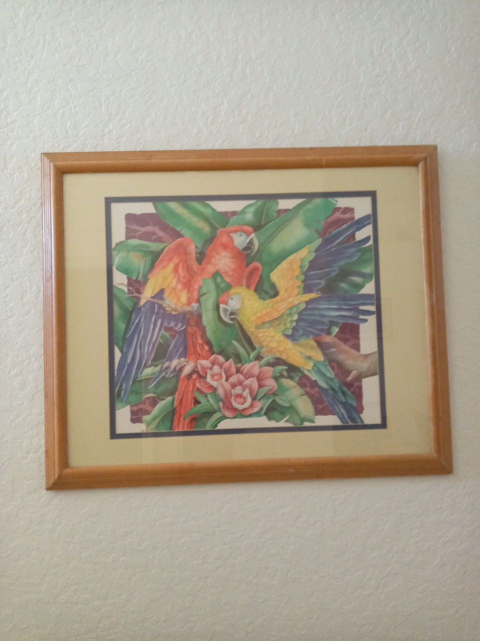 Large Paul Brent Signed Tropical Macaws/parrots Art Print, framed 35" x 29"