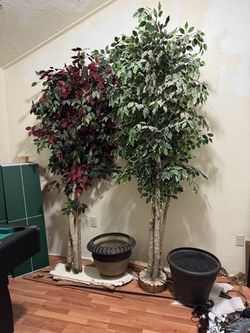 2 trees and 2 pots
