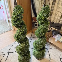 Boxwood Topiary
