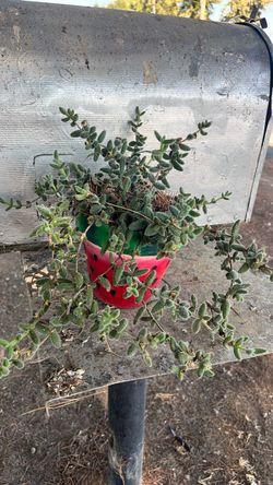 Trailing Succulent in Watermelon Ceramic Pot