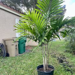 Montgomery palm tree (triple)