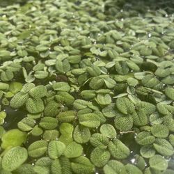Pond Plants