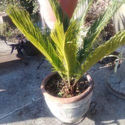 SAGO PALM W POT