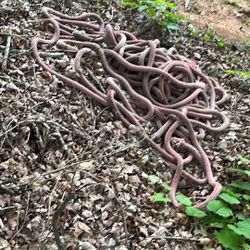 Bull Rope