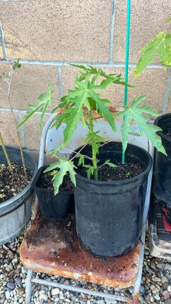 Papayas Trees