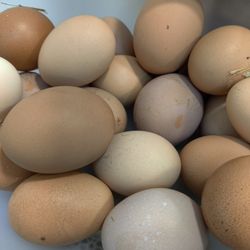 Fresh Chicken Eggs 