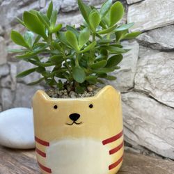 Succulent In Cute 3.5" H Pot.