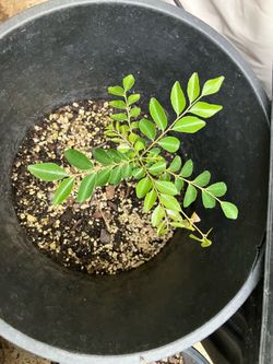 Curry Plant