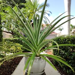 Beautiful Pineapple Plant In Detailed Ceramic Pot Located In Palm Beach Gardens 