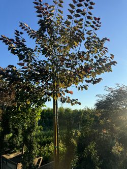 Forest Pansy “ Redbud” 