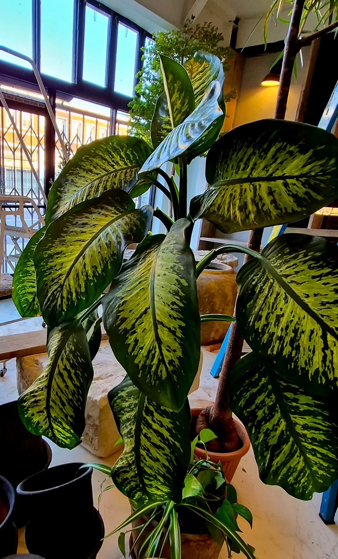 Diefembaquia oh planta de la loteria