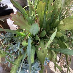 Pot Plants Succulates