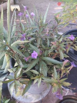 Mexican Petunia $8