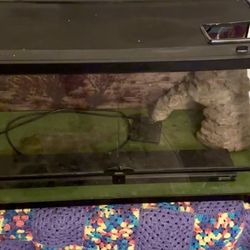 Bearded dragon Tank