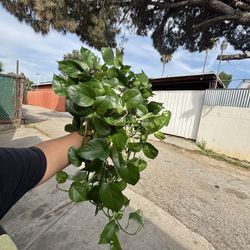 Pothos (Indoor plant)