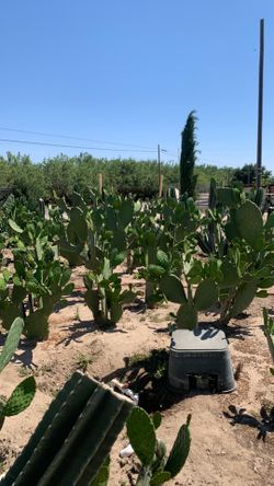 Nopales