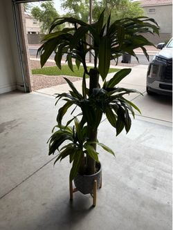 Artificial Palm w/ Pot and Stand