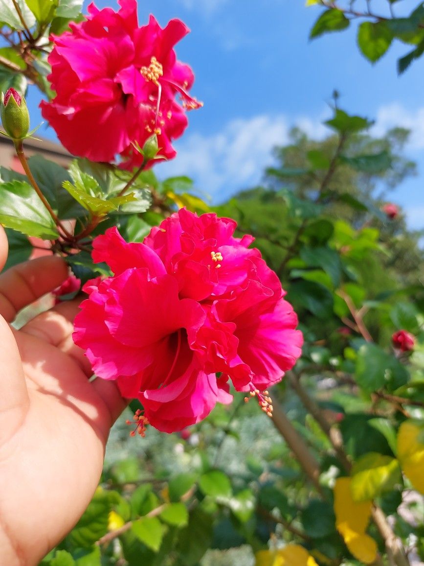 Hot Pink Double Hibiscus