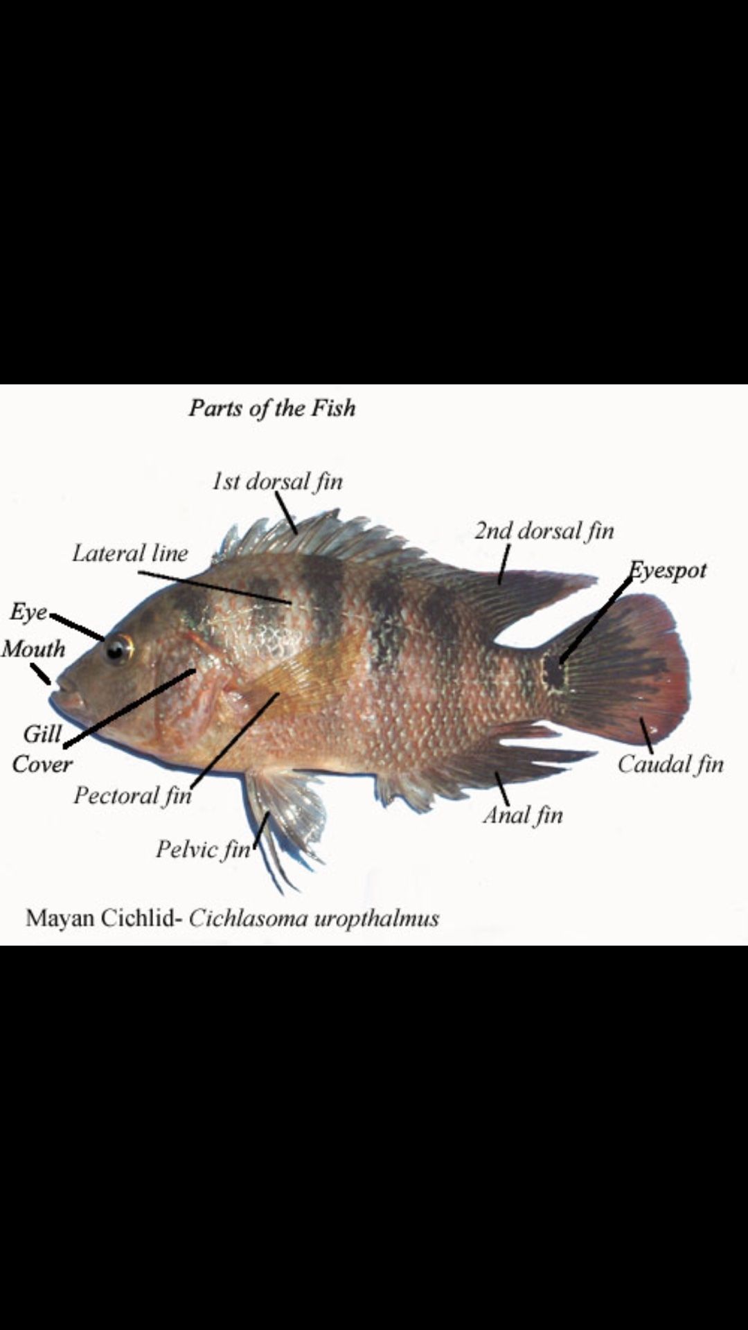 Mayan cichlid